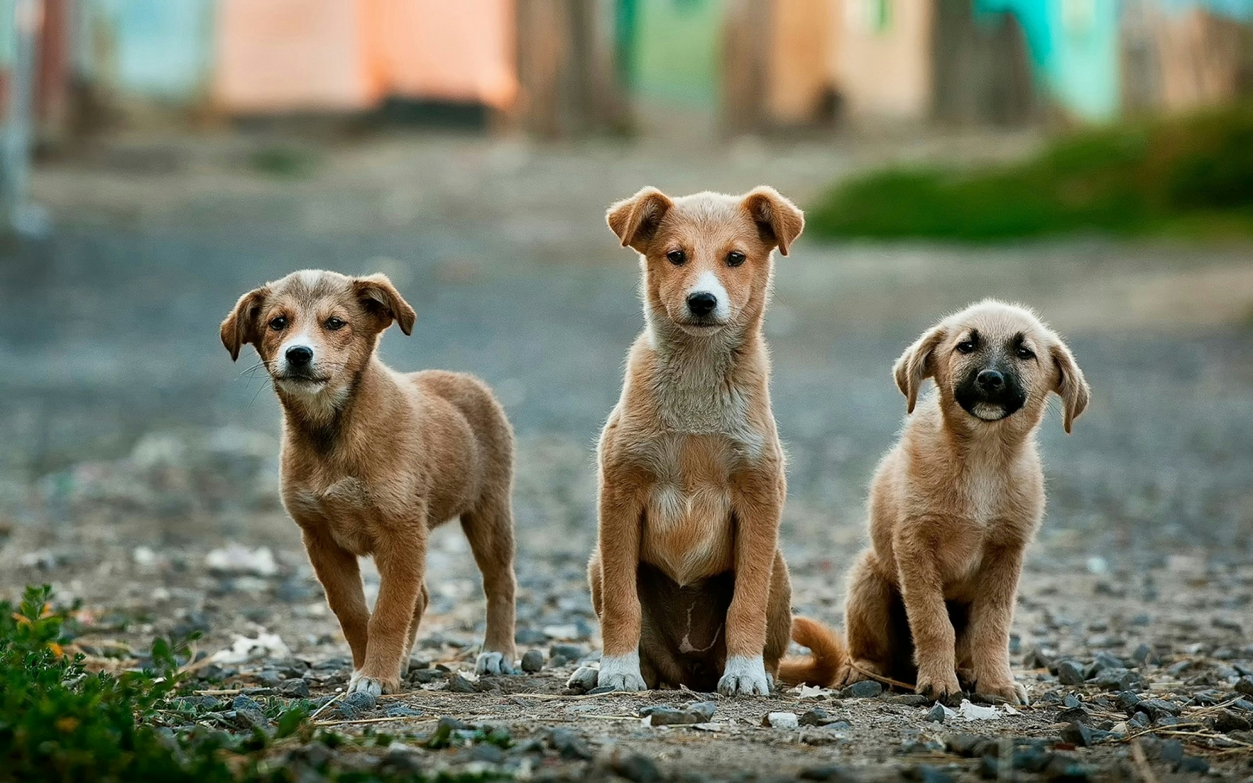 Adotar é Amar: Por Que Optar pela Adoção e Não pela Compra de Animais